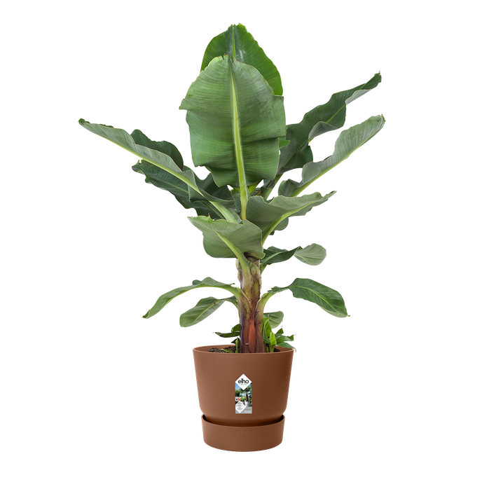 greenville round 25cm gemberbruin